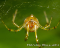 Theridion zonulatum
