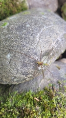 Leptotarsus albistigma