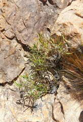 Metrosideros angustifolia