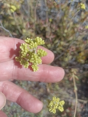 Crassula atropurpurea