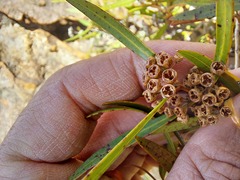 Metrosideros angustifolia