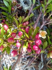 Vaccinium secundiflorum