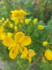 Senna bicapsularis