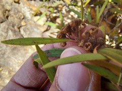 Metrosideros angustifolia
