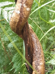 Parsonsia brownii