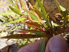 Metrosideros angustifolia