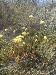 Crassula atropurpurea
