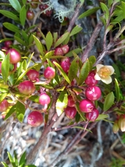 Vaccinium secundiflorum