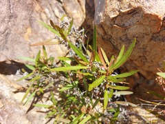 Metrosideros angustifolia