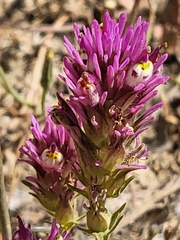 Castilleja densiflora