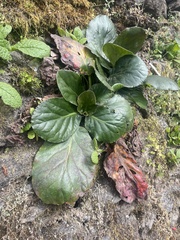 Bergenia crassifolia