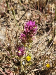 Castilleja densiflora