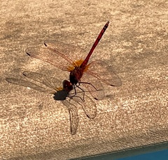 Trithemis arteriosa