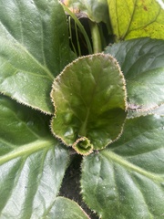 Bergenia crassifolia