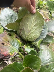 Bergenia crassifolia