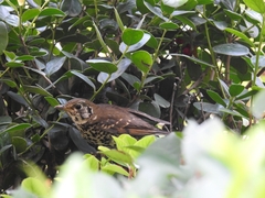 Turdus mupinensis
