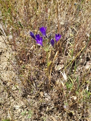 Triteleia laxa
