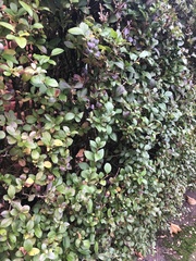 Ligustrum ovalifolium