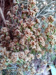 Helichrysum calocladum