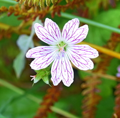Geranium versicolor