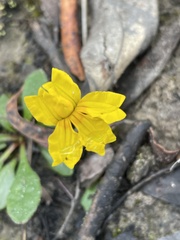 Goodenia lanata