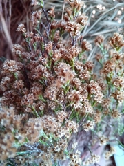 Helichrysum calocladum
