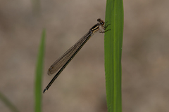 Pseudagrion ignifer