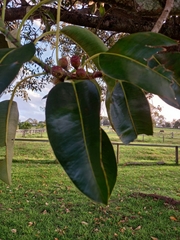 Ficus henneana