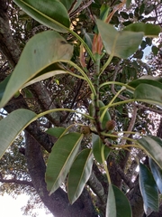 Ficus henneana