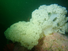 Pseudonephthea liltvedi