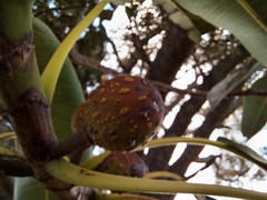Ficus henneana