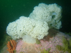 Pseudonephthea liltvedi