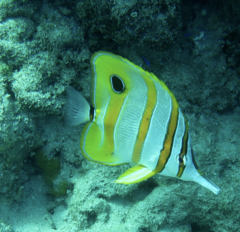 Chelmon rostratus