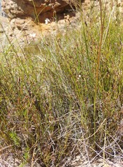 Heliophila macowaniana