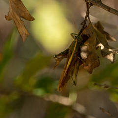 Schistocerca alutacea
