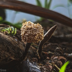 Xylaria flabelliformis