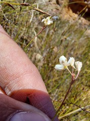 Heliophila macowaniana