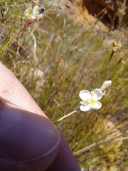 Heliophila macowaniana
