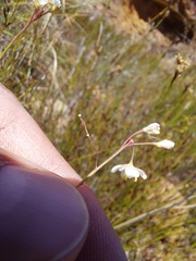 Heliophila macowaniana
