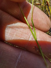 Heliophila macowaniana