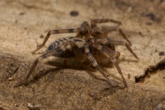 Liocranum rupicola