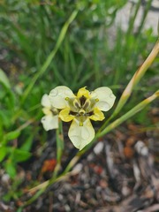 Moraea cantharophila