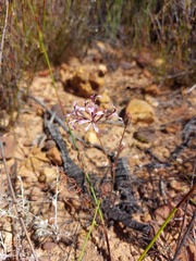 Pelargonium longifolium