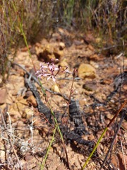 Pelargonium longifolium