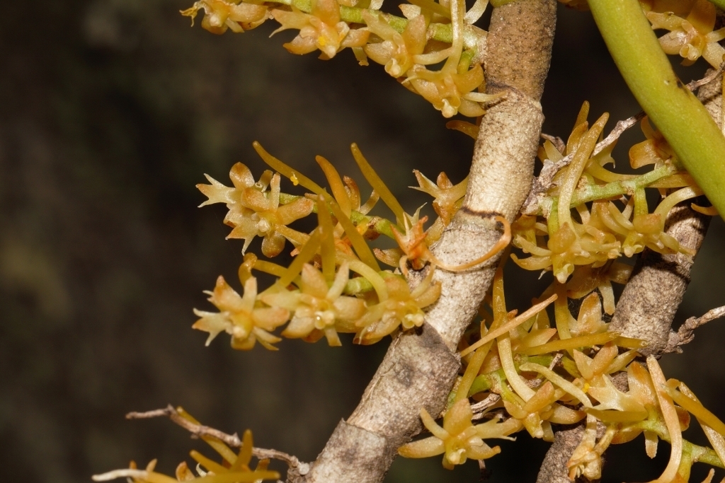 Tridactyle tridentata