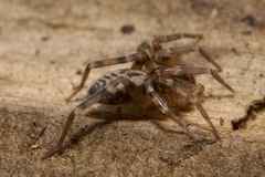 Liocranum rupicola