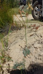 Pelargonium anethifolium