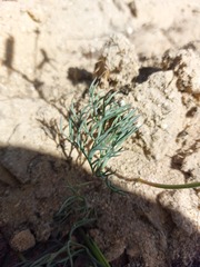 Pelargonium anethifolium