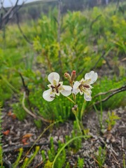 Moraea cantharophila