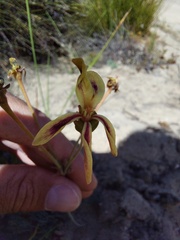 Pelargonium anethifolium